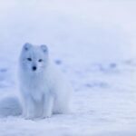 Co na přední sklo auta v zimě: Nejlepší ochrana před zimními vlivy!