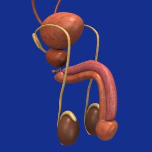 Penis ze sněhu na autě: Kreativní tvorba na vozidle v zimě 3 Penis ze sněhu na autě: Kreativní tvorba na vozidle v zimě