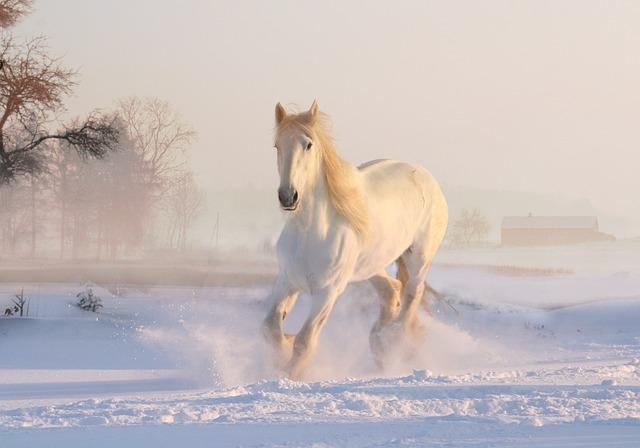 - Techniky jízdy ve sněhu na koni: překonávání překážek a správné držení těla